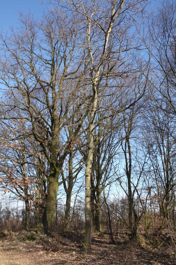 2019-02-23 Annosław - cm. z I wojny światowej (55)