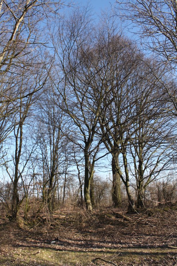 2019-02-23 Annosław - cm. z I wojny światowej (56)