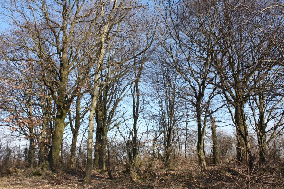 2019-02-23 Annosław - cm. z I wojny światowej (57)