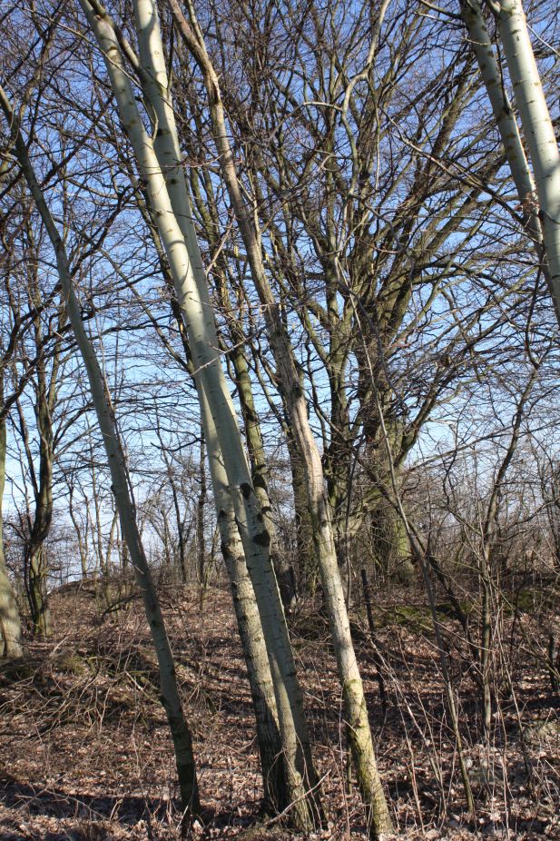 2019-02-23 Annosław - cm. z I wojny światowej (60)