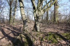 2019-02-23 Annosław - cm. z I wojny światowej (24)