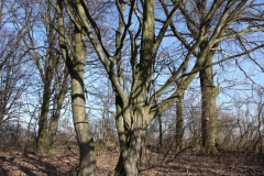 2019-02-23 Annosław - cm. z I wojny światowej (27)