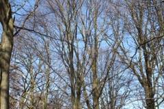 2019-02-23 Annosław - cm. z I wojny światowej (28)