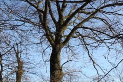 2019-02-23 Annosław - cm. z I wojny światowej (30)