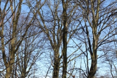 2019-02-23 Annosław - cm. z I wojny światowej (31)