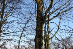 2019-02-23 Annosław - cm. z I wojny światowej (44)