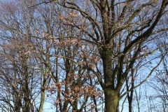 2019-02-23 Annosław - cm. z I wojny światowej (54)