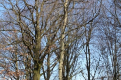 2019-02-23 Annosław - cm. z I wojny światowej (55)