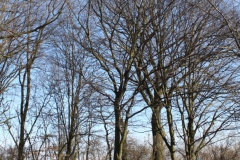 2019-02-23 Annosław - cm. z I wojny światowej (56)