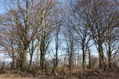 2019-02-23 Annosław - cm. z I wojny światowej (57)