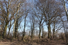 2019-02-23 Annosław - cm. z I wojny światowej (58)