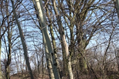 2019-02-23 Annosław - cm. z I wojny światowej (60)