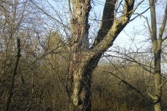 2018-04-08 Brzozów - cm. z I wojny światowej(26)