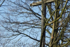 2018-04-08 Brzozów - cm. z I wojny światowej(29)