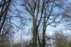 2018-04-08 Brzozówka - mur i piwnice (40)