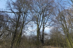 2018-04-08 Brzozówka - mur i piwnice (41)