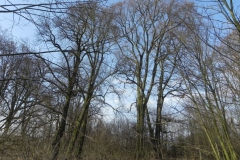 2018-04-08 Brzozówka - mur i piwnice (42)