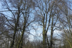 2018-04-08 Brzozówka - mur i piwnice (45)