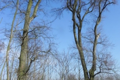 2018-04-08 Brzozówka - mur i piwnice (46)