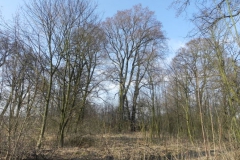 2018-04-08 Brzozówka - mur i piwnice (47)