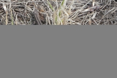 2011-03-23 Cielądz - cm. z I wojny światowej (52)