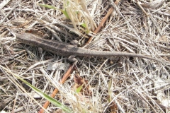 2011-03-23 Cielądz - cm. z I wojny światowej (54)