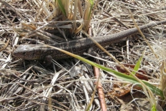 2011-03-23 Cielądz - cm. z I wojny światowej (55)