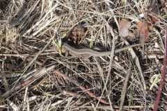 2011-03-23 Cielądz - cm. z I wojny światowej (64)