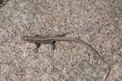 2011-03-23 Cielądz - cm. z I wojny światowej (65)