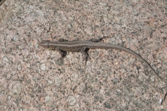 2011-03-23 Cielądz - cm. z I wojny światowej (66)