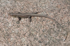 2011-03-23 Cielądz - cm. z I wojny światowej (67)