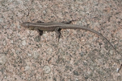 2011-03-23 Cielądz - cm. z I wojny światowej (68)