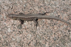 2011-03-23 Cielądz - cm. z I wojny światowej (69)