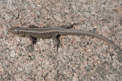 2011-03-23 Cielądz - cm. z I wojny światowej (70)