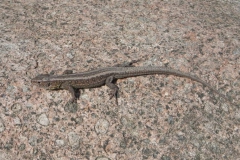 2011-03-23 Cielądz - cm. z I wojny światowej (71)