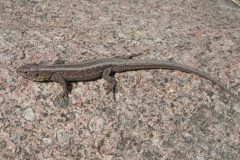 2011-03-23 Cielądz - cm. z I wojny światowej (72)