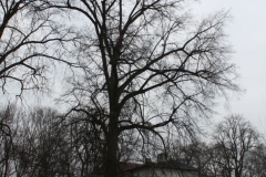 2019-02-15 Bujały - pałac (22)