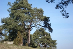 2007-02-18 Łęgonice Nowe - kościół murowany (30)