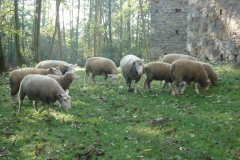 2007-10-21 Drzewica - ruiny zamku (27)