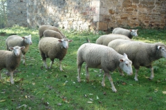 2007-10-21 Drzewica - ruiny zamku (28)