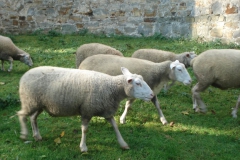 2007-10-21 Drzewica - ruiny zamku (29)