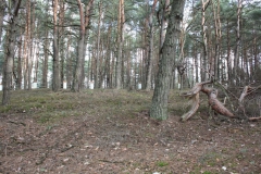 2019-03-10 Inowłódz - cm. z I wojny światowej (13)