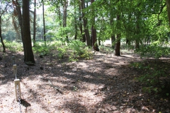 2019-08-15 Dąbrówka - cm ewang (12)