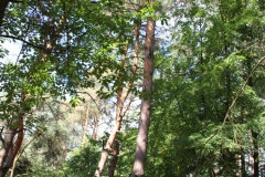 2019-08-15 Dąbrówka - cm ewang (21)