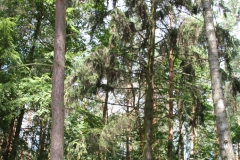 2019-08-15 Dąbrówka - cm ewang (22)