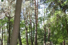 2019-08-15 Dąbrówka - cm ewang (23)