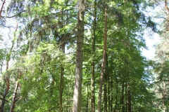 2019-08-15 Dąbrówka - cm ewang (24)