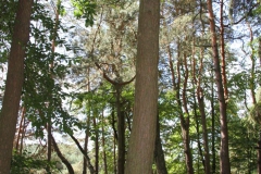 2019-08-15 Dąbrówka - cm ewang (25)