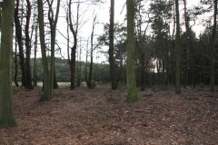 2020-03-01 Dąbrówka - cm ewang (12)