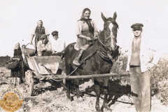 1941r. Sierzchowy - Wykopki od lewej J. Trzcińska, A. Augustyniak, J. Augustyniak, J, Bąk, St. Owczarek i F. Jędras